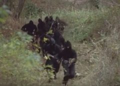 Ninja Akadémia (akciófilm)